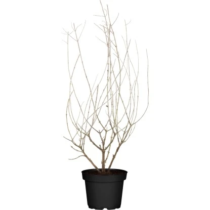 Blauraute "Bienenbuffet" Blau Höhe Ca. 40 - 50 Cm Topf Ca. 3,4 L Perovskia 3 Blauraute "Bienenbuffet" Blau Höhe Ca. 40 - 50 Cm Topf Ca. 3,4 L Perovskia