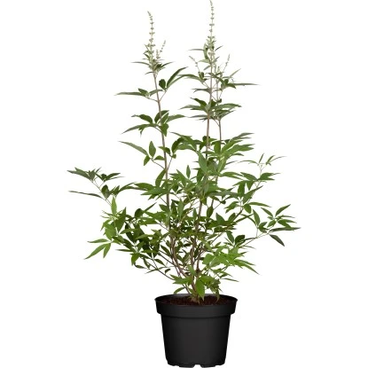 Mönchspfeffer "Blue Puffball" Blau Höhe Ca. 40 - 50 Cm Topf Ca. 4,6 L Vitex 3 Mönchspfeffer "Blue Puffball" Blau Höhe Ca. 40 - 50 Cm Topf Ca. 4,6 L Vitex