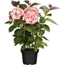 Bauernhortensie "Charming Alice" Rosa Höhe Ca. 30 - 40 Cm Topf Ø Ca. 5 L