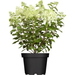 Rispenhortensie "Whitelight" Höhe Ca. 80 - 100 Cm Topf Ca. 16 L Hydrangea