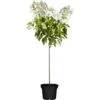 Rispenhortensie "Whitelight" Stämmchen Höhe Ca.60 - 80cm Topf Ca. 10 L -Compoten Geschaft 1781053 3358 1