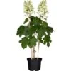 Eichenblättrige Hortensie Laubschön Weiß-Rosa Topf Ca. 5 L Hydrangea -Compoten Geschaft 1781095 3358 1