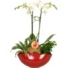 Weihnachtsarrangement Mit Orchidee Topf-Ø Ca. 25 Cm -Compoten Geschaft 2182954 4883 1