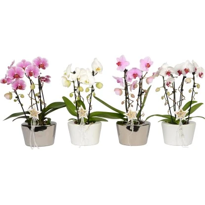 Weihnachtsarrangement Mit Schmetterlingsorchidee 2-Trieber Topf-Ø Ca. 21 Cm 3 Weihnachtsarrangement Mit Schmetterlingsorchidee 2-Trieber Topf-Ø Ca. 21 Cm