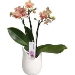 Schmetterlings-Orchidee 3-Trieber In Weißer Keramik Topf-Ø Ca. 9 Cm -Compoten Geschaft 2274025 4883 3