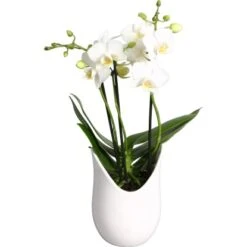 Schmetterlings-Orchidee 3-Trieber In Weißer Keramik Topf-Ø Ca. 9 Cm -Compoten Geschaft 2274025 4883 4