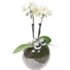 Weihnachtsarrangement Mit Mini-Orchidee Topf-Ø Ca. 6 Cm 1 Weihnachtsarrangement Mit Mini-Orchidee Topf-Ø Ca. 6 Cm -Compoten Geschaft 2274074 4883 2