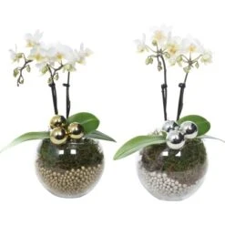 Weihnachtsarrangement Mit Mini-Orchidee Topf-Ø Ca. 6 Cm -Compoten Geschaft 2274074 4883 3