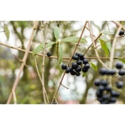 Liguster "Atrovirens" Höhe Ca. 80 - 100 Cm Topf Ca. 5 L Ligustrum Vulgare -Compoten Geschaft 2448686 3358 2