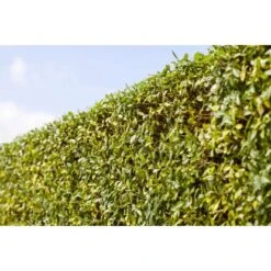 Liguster "Atrovirens" Höhe Ca. 80 - 100 Cm Topf Ca. 5 L Ligustrum Vulgare -Compoten Geschaft 2448686 3358 3