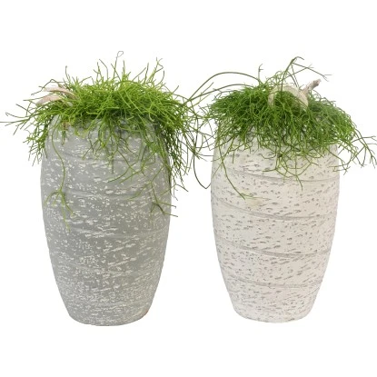 Arrangement Mit Rutenkaktus Topf-Ø Ca. 17 Cm 3 Arrangement Mit Rutenkaktus Topf-Ø Ca. 17 Cm