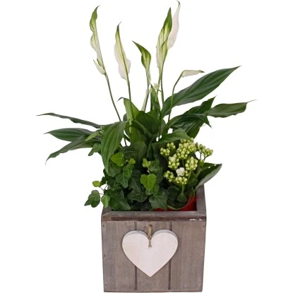 Arrangement In HolztopfTopf-Ø Ca. 15 Cm 3 Arrangement In HolztopfTopf-Ø Ca. 15 Cm