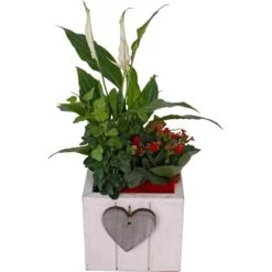 Arrangement In HolztopfTopf-Ø Ca. 15 Cm 5 Arrangement In HolztopfTopf-Ø Ca. 15 Cm -Compoten Geschaft 2500361 4883 3