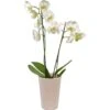 Schmetterlingsorchidee 2-Trieber Weiß In Keramik Topf-Ø Ca. 12 Cm -Compoten Geschaft 2589695 4883 1