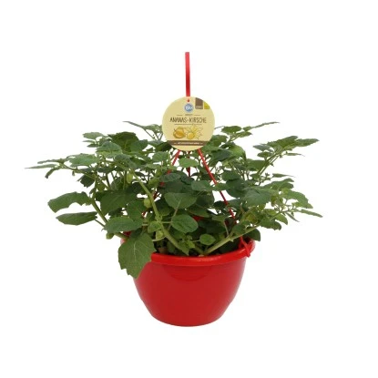 Blu Ananaskirsche Ampel -Ø Ca. 27 Cm Physalis Pruinosa 3 Blu Ananaskirsche Ampel -Ø Ca. 27 Cm Physalis Pruinosa