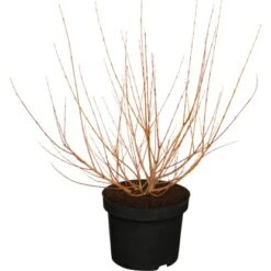 OBI Harlekinweide "Hakuro Nishiki" Gelb Höhe Ca. 30 - 40 Cm Topf Ca. 5 L Salix