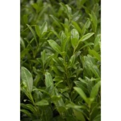 OBI Kirschlorbeer "Herbergii" Höhe Ca. 80 - 100 Cm Topf Ca. 7,5 L Prunus -Compoten Geschaft 2765428 3358 3