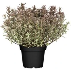 OBI Strauchveronika "Magicolours" Höhe Ca. 10 - 20 Cm Topf Ca. 2 L Hebe