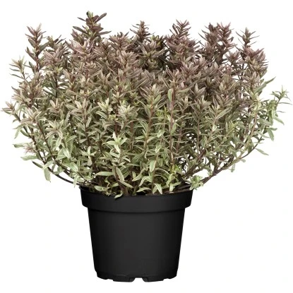 OBI Strauchveronika "Magicolours" Höhe Ca. 10 - 20 Cm Topf Ca. 2 L Hebe 2 OBI Strauchveronika "Magicolours" Höhe Ca. 10 - 20 Cm Topf Ca. 2 L Hebe