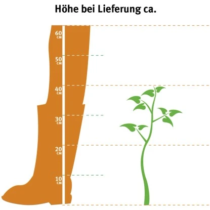 OBI Rhododendron "Roseum Elegans" Rosa Höhe Ca. 30-40 Cm Topf Ca.5l Rhododendron 4 OBI Rhododendron "Roseum Elegans" Rosa Höhe Ca. 30-40 Cm Topf Ca.5l Rhododendron – Bild 2
