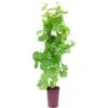 GROW By OBI Wein Höhe Ca. 80 Cm Topf Ca. 6 L Vitis Vinifera -Compoten Geschaft 281369 4104 1