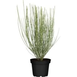 Ginster Höhe Ca. 80 Cm Topf Ca. 7 L Cytisus