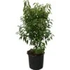 OBI Portugiesischer Kirschlorbeer "Angustifolia" Höhe Ca.70 Cm Topf 10 L Prunus -Compoten Geschaft 297820 4104 1