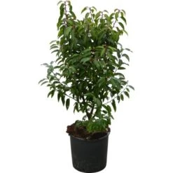 OBI Portugiesischer Kirschlorbeer "Angustifolia" Höhe Ca.70 Cm Topf 10 L Prunus