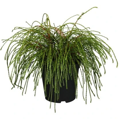 Faden-Lebensbaum "Whipcord" Höhe Ca. 20 - 30 Cm Topf Ca. 4 L Thuja 3 Faden-Lebensbaum "Whipcord" Höhe Ca. 20 - 30 Cm Topf Ca. 4 L Thuja