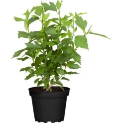 OBI Garteneibisch "Lavender Chiffon" Lila Höhe Ca. 40 - 50 Cm Topf Ca. 3 L Hibis