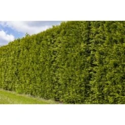 OBI Lebensbaum "Brabant" Höhe Ca. 120 - 140 Cm Topf Ca. 10 L Thuja 9 OBI Lebensbaum "Brabant" Höhe Ca. 120 - 140 Cm Topf Ca. 10 L Thuja -Compoten Geschaft 3375078 3358 3