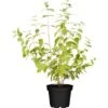 Gefüllter Gartenjasmin "Little White Love" Weiß Höhe Ca. 30 - 40 Cm Topf Ca. 6 L -Compoten Geschaft 354548 3358 1