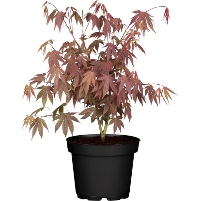 Fächerahorn "Bloodgood" Höhe Ca. 60 - 80 Cm Topf Ca. 5 L Acer Palmatum 3 Fächerahorn "Bloodgood" Höhe Ca. 60 - 80 Cm Topf Ca. 5 L Acer Palmatum