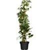 Kletterhortensie Weiß Höhe Ca. 60 - 80 Cm Topf Ca. 5 LHydrangea Petiolaris -Compoten Geschaft 354581 3358 1