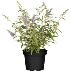 Zwerg-Sommerflieder "Buzz" Höhe Ca. 30 - 40 Cm Topf Ca. 5 L Buddleja Davidii