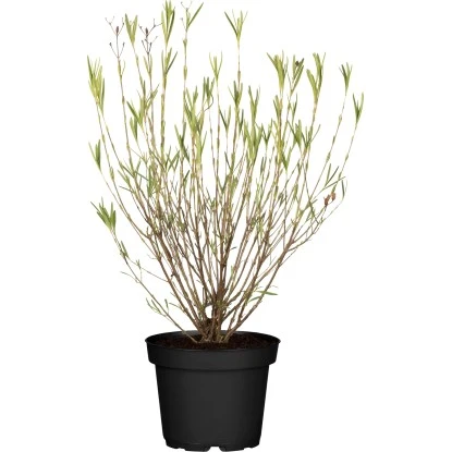 Johanniskraut "Gemo" Gelb Höhe Ca. 40 - 50 Cm Topf Ca. 12 L Hypericum Kalmianum 3 Johanniskraut "Gemo" Gelb Höhe Ca. 40 - 50 Cm Topf Ca. 12 L Hypericum Kalmianum