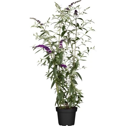 Sommerflieder "Miss Violett" Violett Höhe Ca. 30 - 40 Cm Topf Ca. 5 L Buddleja 3 Sommerflieder "Miss Violett" Violett Höhe Ca. 30 - 40 Cm Topf Ca. 5 L Buddleja