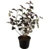 Blasen-Spiere "All Black" Weiß Höhe Ca. 30 - 40 Cm Topf Ca. 10 L Physocarpus -Compoten Geschaft 354639 3358 1