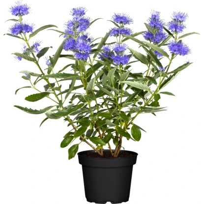 Bartblume "Blue Balloon" Blau Höhe Ca. 20 - 3 Cm Topf Ca. 4 L Caryopteris 3 Bartblume "Blue Balloon" Blau Höhe Ca. 20 - 3 Cm Topf Ca. 4 L Caryopteris