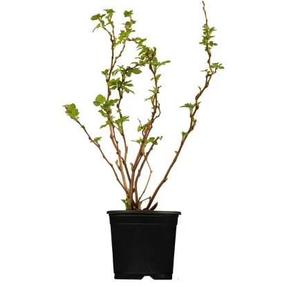 Brombeere Schwarz Höhe Ca. 40 - 60 Cm Topf Ca. 5 L Rubus Fructicosus 3 Brombeere Schwarz Höhe Ca. 40 - 60 Cm Topf Ca. 5 L Rubus Fructicosus