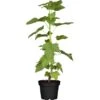 Johannisbeere Schwarz Höhe Ca. 40 - 60 Cm Topf Ca. 5 L Ribes 2 Johannisbeere Schwarz Höhe Ca. 40 - 60 Cm Topf Ca. 5 L Ribes -Compoten Geschaft 354671 3358 1