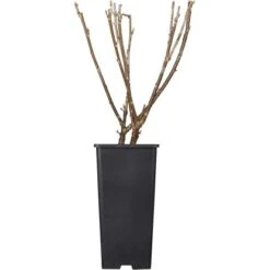 Johannisbeere Weiß Höhe Ca. 40 - 60 Cm Topf Ca. 5 L Ribes Rubrum