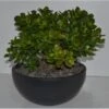 Geldbaum In Schale Topf-Ø Ca. 26 Cm Crassula -Compoten Geschaft 358558 U 3358 1
