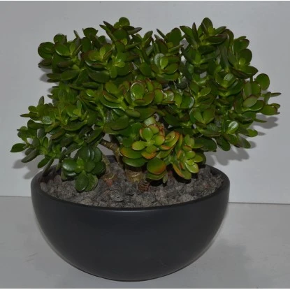 Geldbaum In Schale Topf-Ø Ca. 26 Cm Crassula 3 Geldbaum In Schale Topf-Ø Ca. 26 Cm Crassula