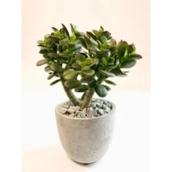 Sukkulenten/Kakteen-Mix In Beton-Topf-Ø Ca. 12 Cm