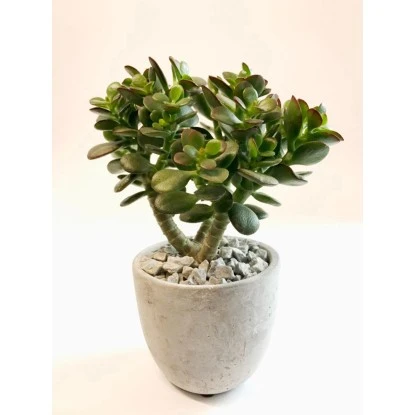 Sukkulenten/Kakteen-Mix In Beton-Topf-Ø Ca. 12 Cm 3 Sukkulenten/Kakteen-Mix In Beton-Topf-Ø Ca. 12 Cm