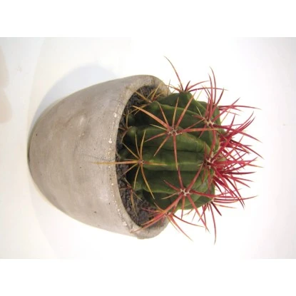 Sukkulenten/Kakteen-Mix In Beton-Topf-Ø Ca. 12 Cm 4 Sukkulenten/Kakteen-Mix In Beton-Topf-Ø Ca. 12 Cm – Bild 2