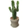 Westernkaktus In Keramik-Topf-Ø Ca. 21 Cm Euphorbia -Compoten Geschaft 358587 U 3358 1