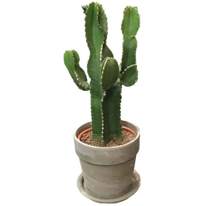 Westernkaktus In Keramik-Topf-Ø Ca. 21 Cm Euphorbia 3 Westernkaktus In Keramik-Topf-Ø Ca. 21 Cm Euphorbia