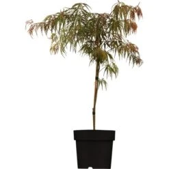 Fächerahorn "Tamukeyama" Höhe Ca. 100 - 120 Cm Topf Ca. 20 L Acer